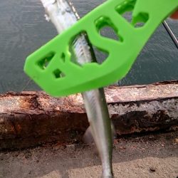 サヨリ？サバ？