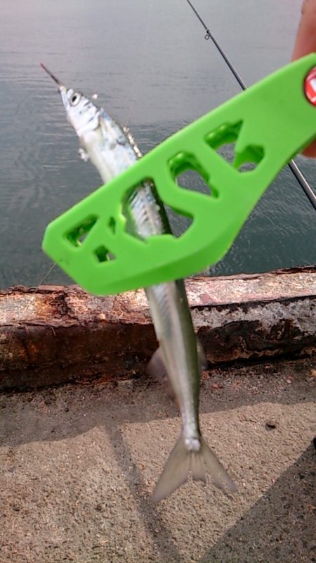 サヨリ？サバ？