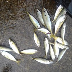 苦戦苦戦の最近でしたが早朝釣りでなんとか2～3日分の晩御飯には（＾＾）