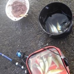 雨の切り目でアジをお狙いスクランブル発信！！