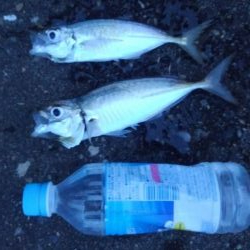 夕飯のアジ狙い!!大苦戦。。。