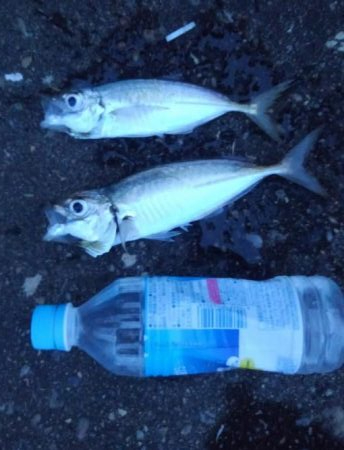 夕飯のアジ狙い!!大苦戦。。。