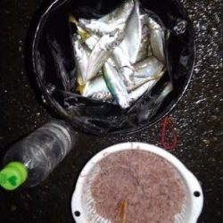 豆アジの連発～！