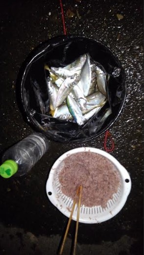 豆アジの連発～！