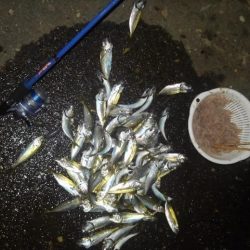 アジの入れ食い!!