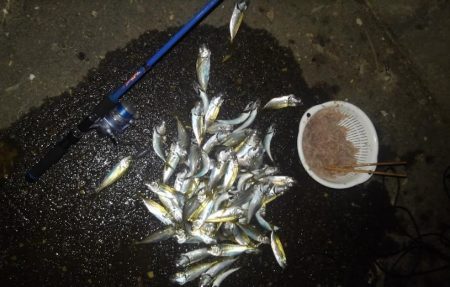 アジの入れ食い!!