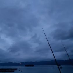 イカの気持ち１