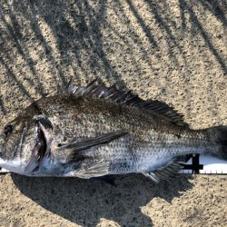 イチノ兄弟、釣果!