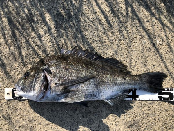 イチノ兄弟、釣果！