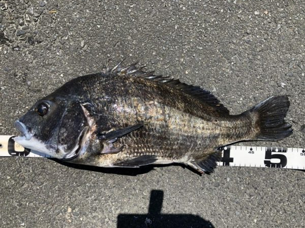 イチノ兄弟、釣果！