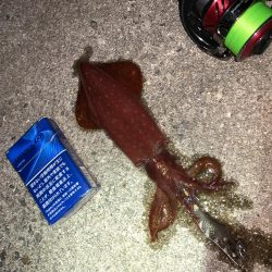 ケンサキイカ調査