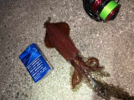 ケンサキイカ調査