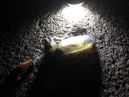 アオリイカ新子調査②