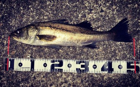 初投稿久々のシーバスフィッシング