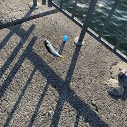 サバオンリー(-｡-;