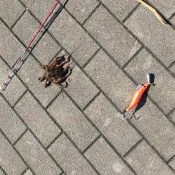 タコ釣りエギング