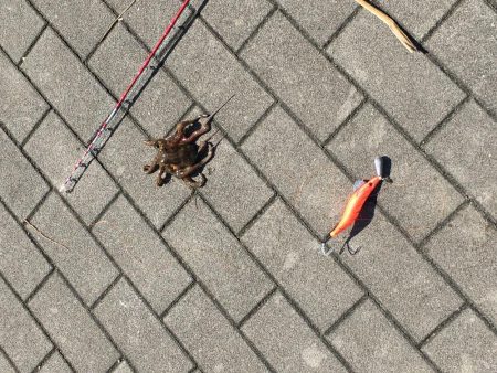 タコ釣りエギング