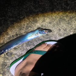 タチウオ爆釣！朝まづめはシオも？！