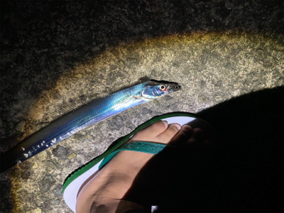 タチウオ爆釣！朝まづめはシオも？！