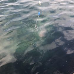 日中でもサビキ釣りで豆アジが釣れます