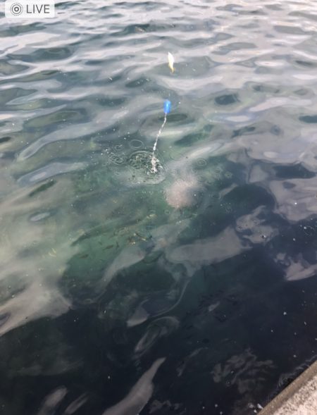 日中でもサビキ釣りで豆アジが釣れます