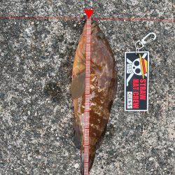 アオリ狙いが。。