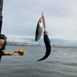 久々にショアジギ。無限に鯖。鯖。鯖。。。