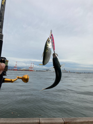 久々にショアジギ。無限に鯖。鯖。鯖。。。