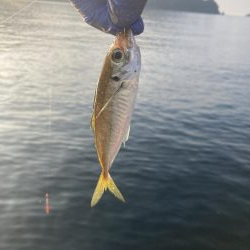 ダンゴ、サビキで7目