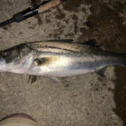 イナッコボイル