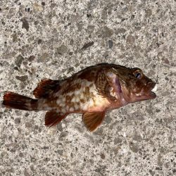 深夜のライトゲーム