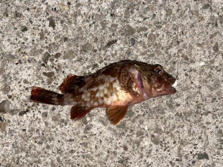 深夜のライトゲーム