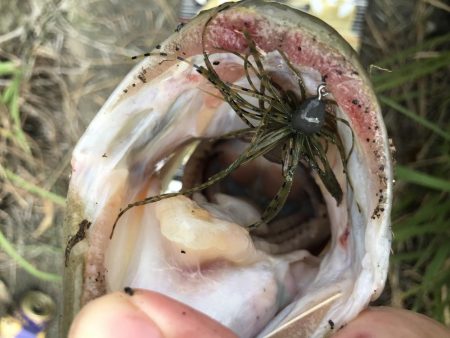 旧吉野川BIGバス