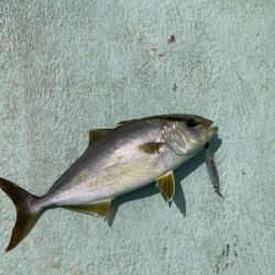 津島でライトジギング
