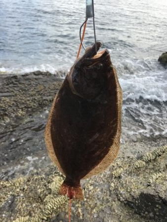 ショアジギング