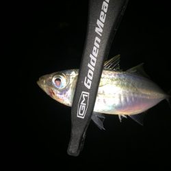 墓参りアジング