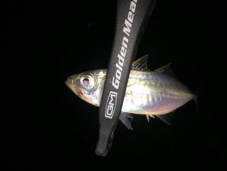 墓参りアジング