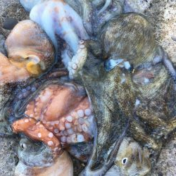 タコフィネス　昨日の雨により海況好転？