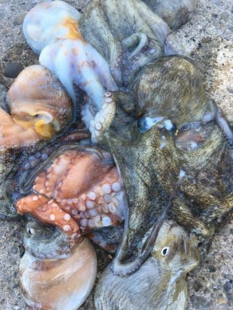 タコフィネス　昨日の雨により海況好転？