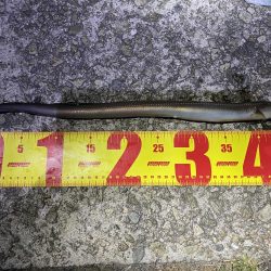 浅野漁港 アナゴ