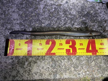 浅野漁港　アナゴ