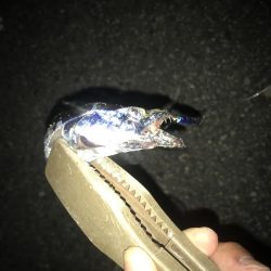 夕マズメの太刀魚釣り