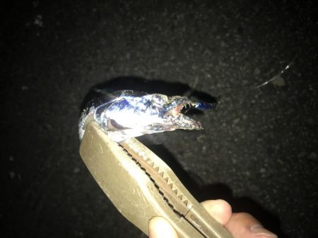 夕マズメの太刀魚釣り