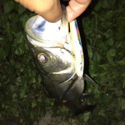 河川のスズキが高活性です