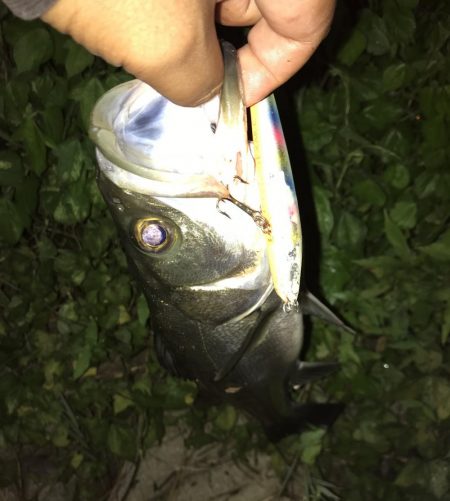 河川のスズキが高活性です