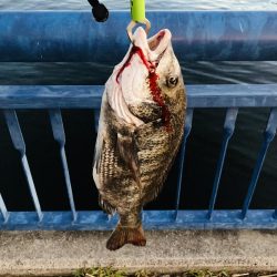 チヌ釣れる