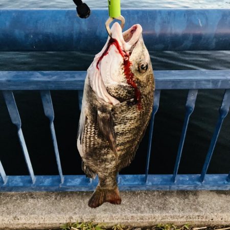 チヌ釣れる