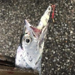 朝マズメ、太刀魚釣り