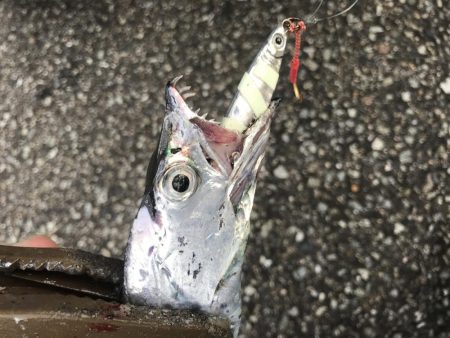 朝マズメ、太刀魚釣り