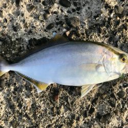 アジングで小型青物